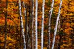 a collection of birch trees with white bark in an autumn natural abstract photo with deep reds and oranges in the foliage.