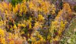 view of chairlift lines and tower in the vibrant autumn landscape of the Blue Mountains. Natural abstract scene.