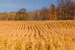 autumn scene of a farmers rows of crops in the field, golden from the season, just prior to harvest. Rural abstract