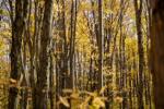 stand of trees in autumn with all yellow foliage, natural abstract ontario scene